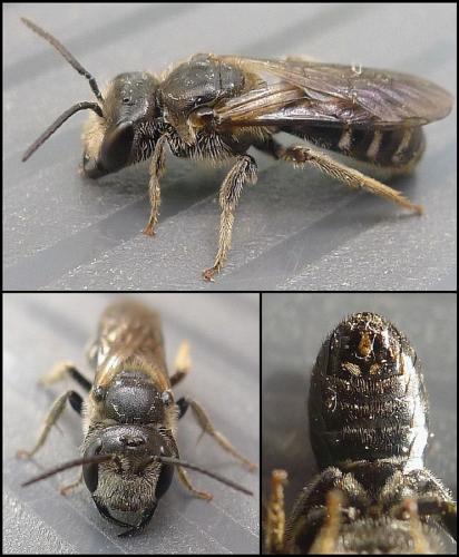 Lasioglossum zonulum