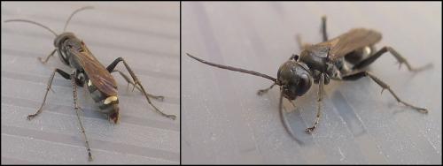 Réf. 74 770 : Cryptocheilus sp.