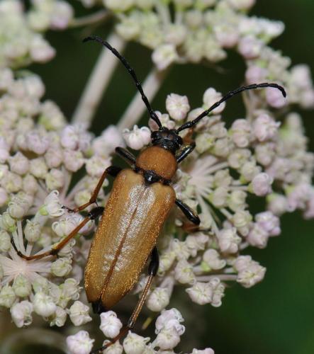 Stictoleptura rubra