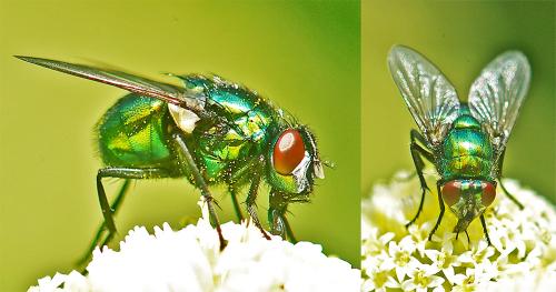 Réf. 74 117 : Neomyia viridescens