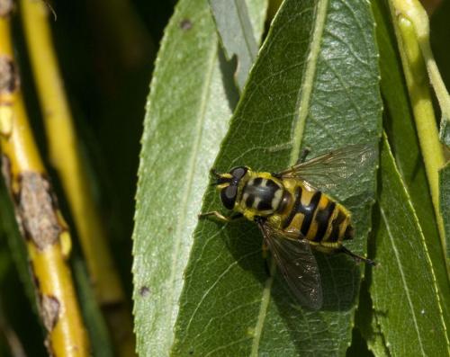 Myathropa florea