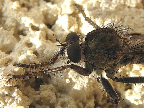 Neomochtherus sp.