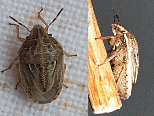 Neottiglossa bifida