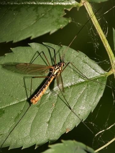 Réf. 74 219 : Nephrotoma appendiculata