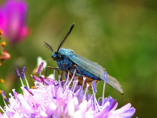Réf. 74 120 : Adscita sp.