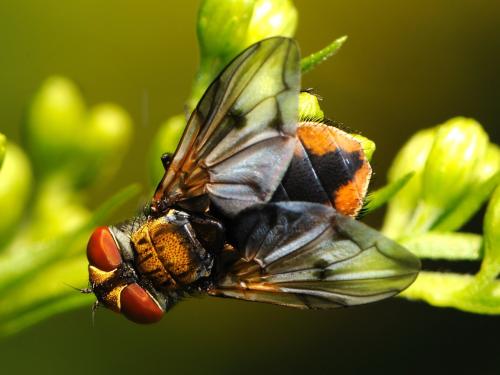 Ectophasia crassipennis