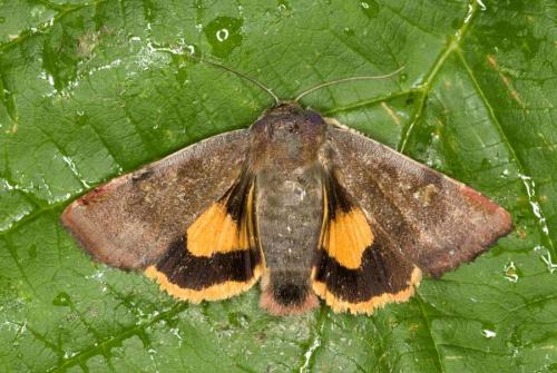 Noctua janthe