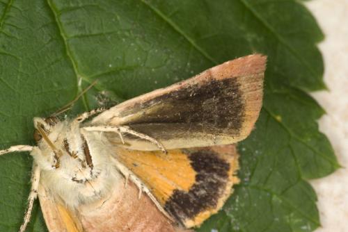 Noctua janthe