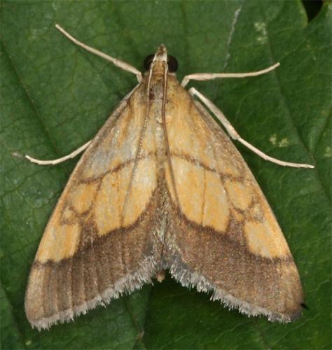 Réf. 74 715 : Evergestis limbata