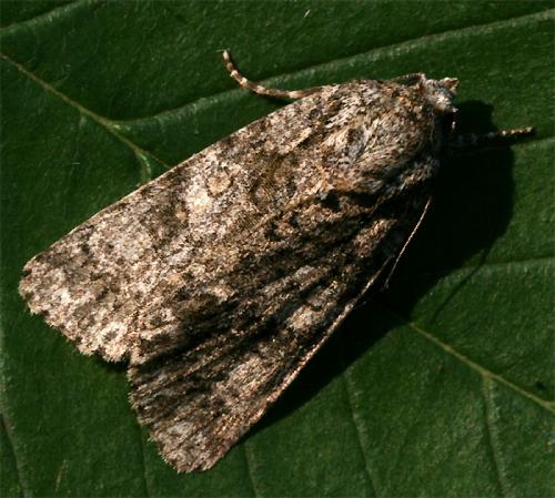 Réf. 74 833 : Subacronicta megacephala