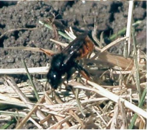 Réf. 74 197 : Osmia bicolor