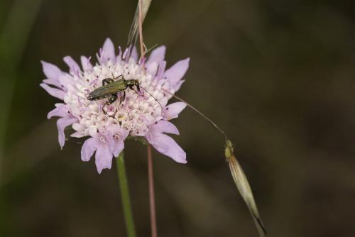 Oedemera flavipes