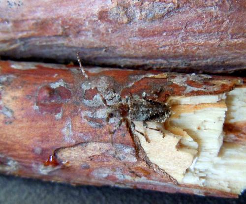 Réf. 74 430 : Pogonocherus sp.