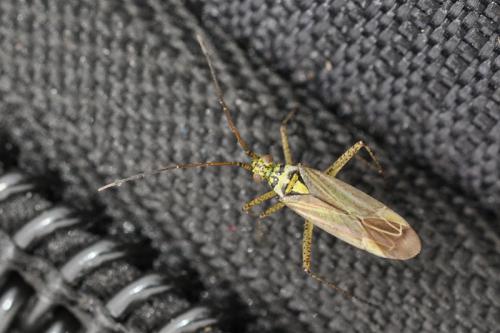 Oncotylus viridiflavus