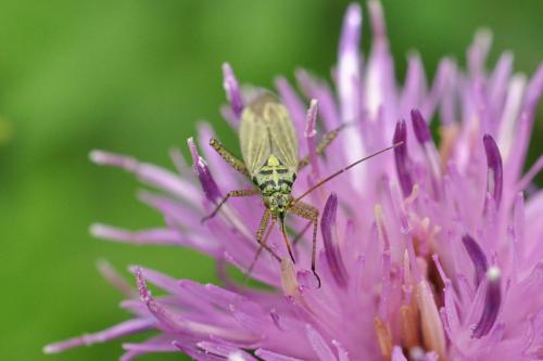 Oncotylus viridiflavus