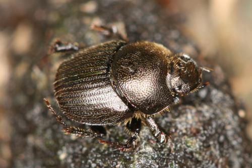 Réf. 74 553 : Onthophagus ruficapillus