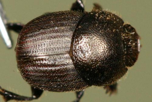 Réf. 74 554 : Onthophagus ruficapillus