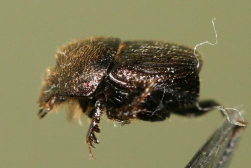 Réf. 74 555 : Onthophagus ruficapillus