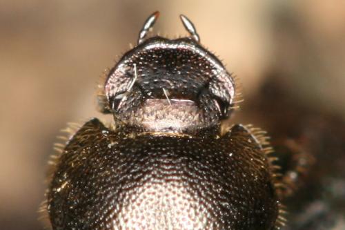 Réf. 74 556 : Onthophagus ruficapillus