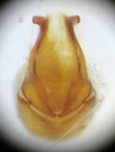 Réf. 74 644 : Onthophagus ovatus