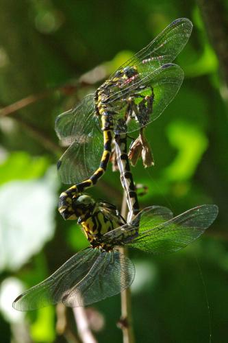 Réf. 74 387 : Onychogomphus forcipatus
