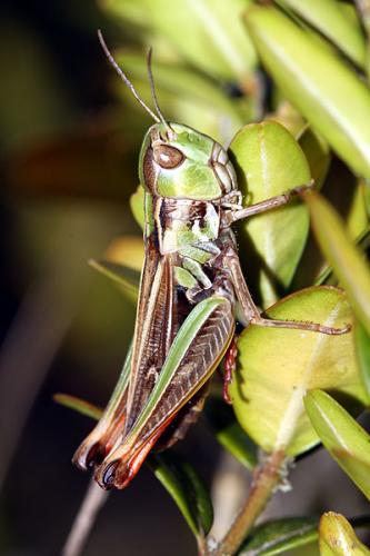 Réf. 74 032 : Stenobothrus fischeri glaucescens