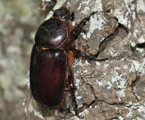 Réf. 74 684 : Oryctes nasicornis