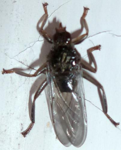 Ornithomya avicularia