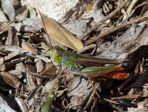 Réf. 74 038 : Stenobothrus fischeri glaucescens