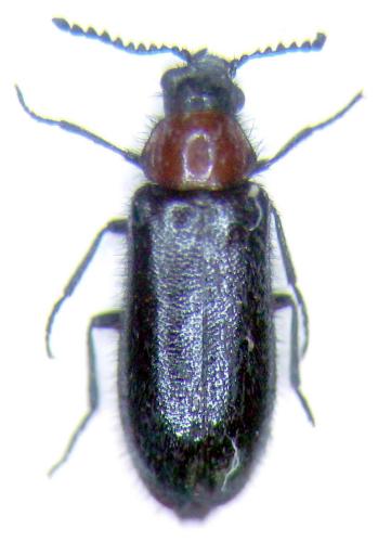 Réf. 74 122 : Dasytes thoracicus
