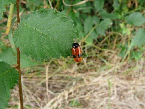 Réf. 74 746 : Clytra sp.