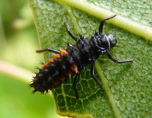 Harmonia axyridis