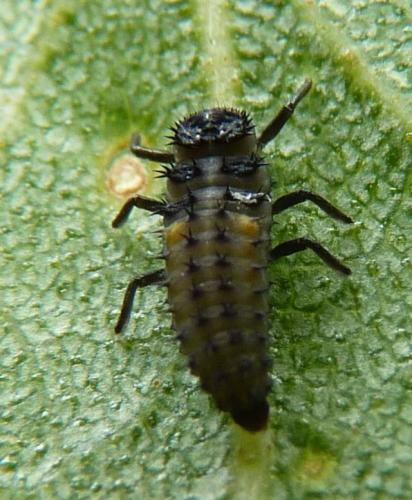 Harmonia sp.
