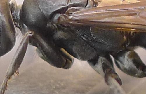 Réf. 74 853 : Cryptocheilus sp.
