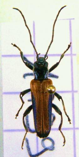 Anogcodes melanurus