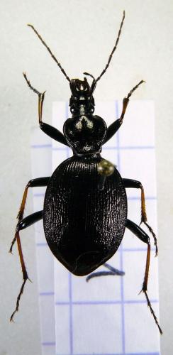 Réf. 74 667 : Cychrus attenuatus
