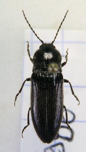 Réf. 74 654 : Hemicrepidius hirtus