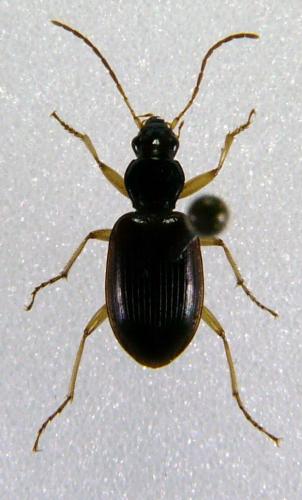 Réf. 74 772 : Paranchus albipes