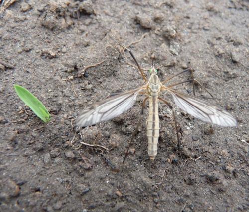 Tipula vernalis