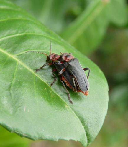 Cantharis rustica