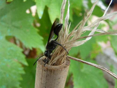 Isodontia mexicana