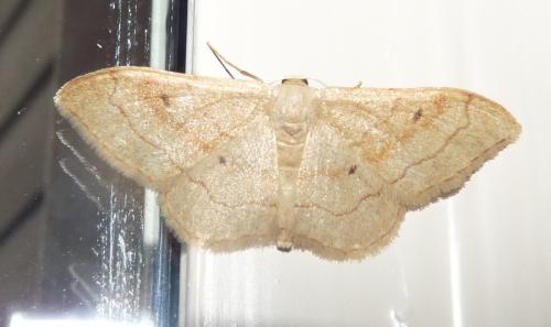 Idaea rubraria
