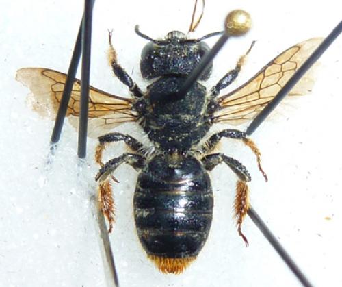 Lithurgus chrysurus