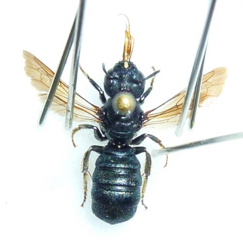Réf. 74 957 : Ceratina chalcites