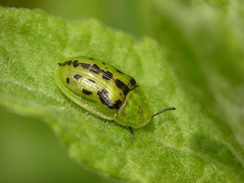 Réf. 74 077 : Cassida murraea
