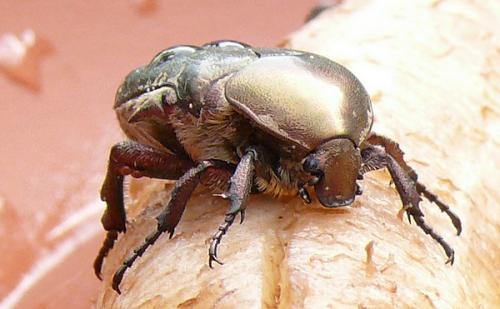 Réf. 74 668 : Potosia cuprea