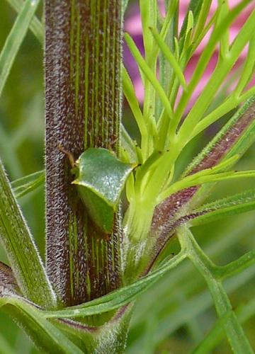 Stictocephala bisonia