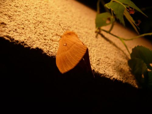 Lasiocampa quercus