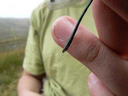 Lestes sp.