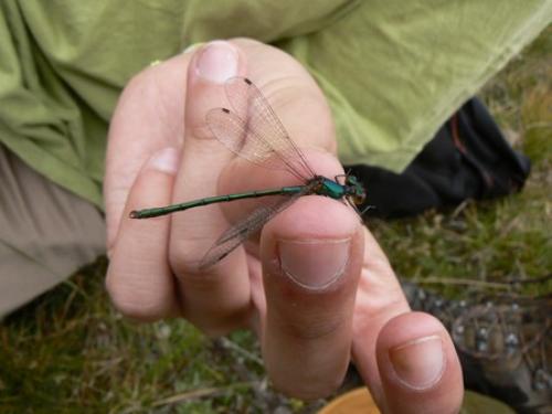 Réf. 74 742 : Lestes sp.